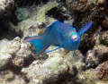   parrotfish swim Secret Harbor are so used me they will come right now say Hello  